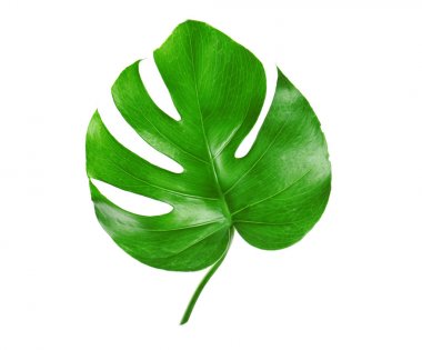 Yeşil monstera yaprak  