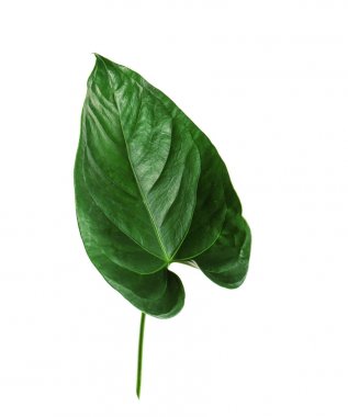 yeşil bitki yaprağı  