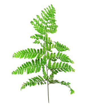 Yeşil yapraklı dal 