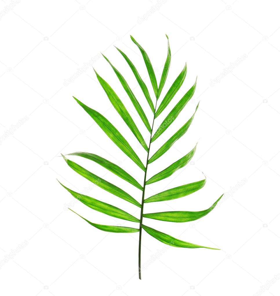 Green leaves of palm tree  
