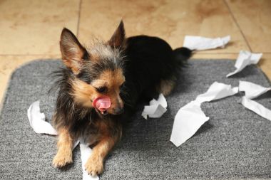 Şirin küçük köpek. 