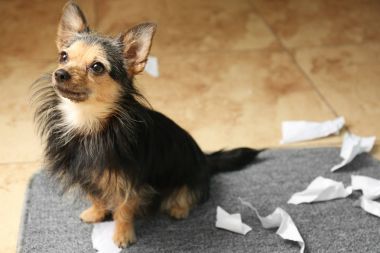 Şirin küçük köpek. 