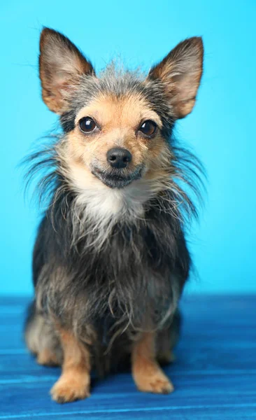 Adorable little dog — Stock Photo, Image