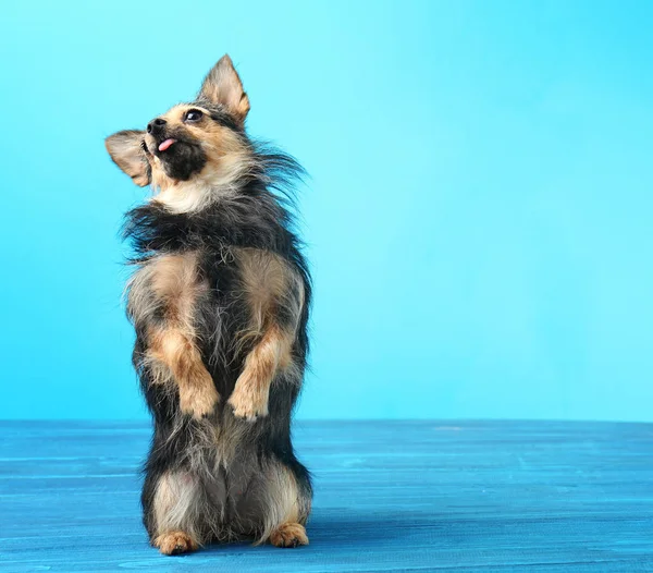 Bedårande liten hund — Stockfoto