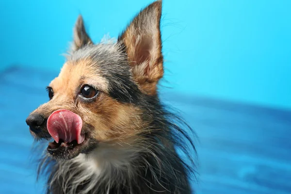 Sevimli küçük köpek — Stok fotoğraf