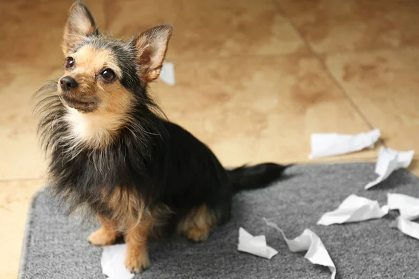 Şirin küçük köpek. 
