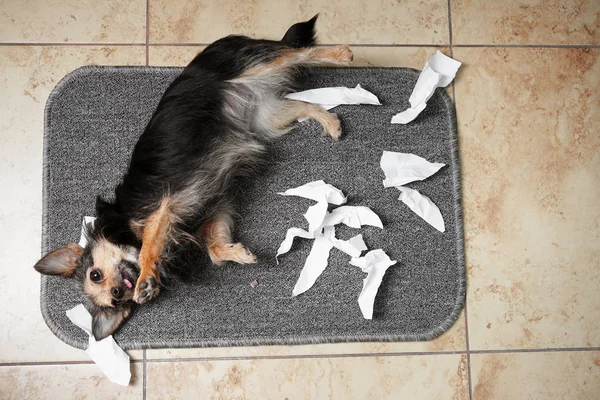 Собака съела пакетик. Собачка смешная на коврике. Собака на коврике фото. Довольная собачка на полу.