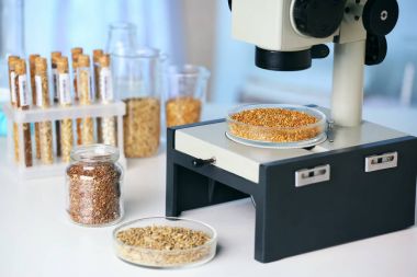 Tahıllar içinde Laboratuar kapkacakları