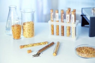Tahıllar içinde Laboratuar kapkacakları