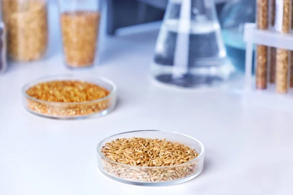 Cereais em artigos de vidro de laboratório — Fotografia de Stock