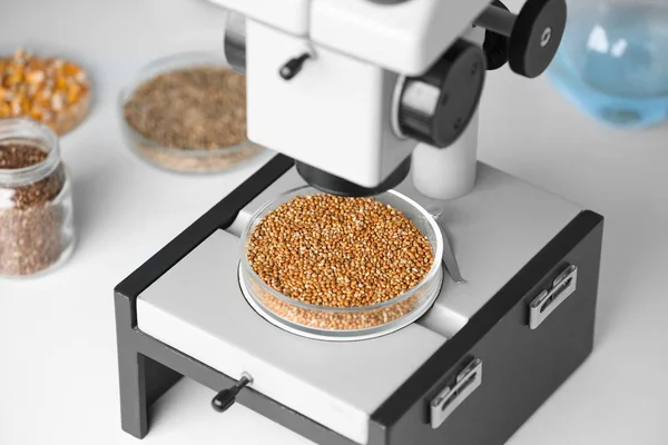 Microscopio con granos de cereales en placa Petri —  Fotos de Stock