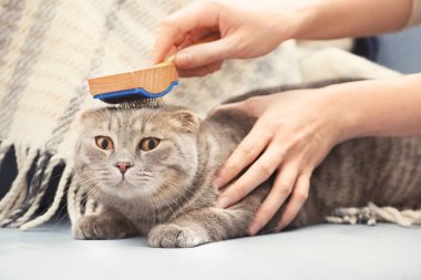 Sahibi fırçalama sevimli kedi