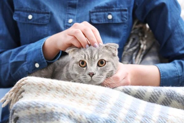 Cute cat at home — Stock Photo, Image