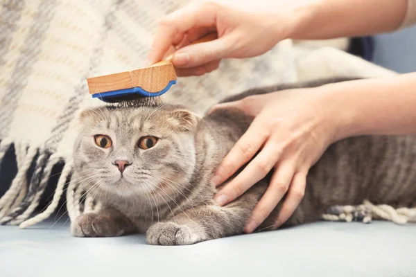 Proprietario spazzolatura carino gatto — Foto Stock