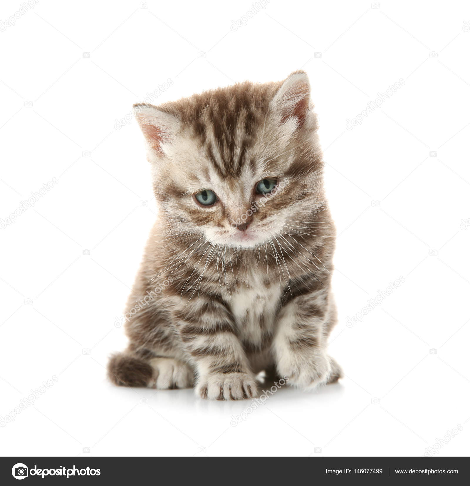 Adorable Petit Chaton Image Libre De Droit Par Belchonock C