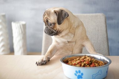 sevimli küçük pug