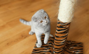 Şirin kedi pençeleri ile