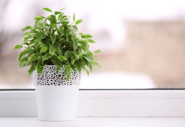 Tencerede güzel ficus 