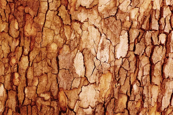 Holz Natur Hintergrund — Stockfoto