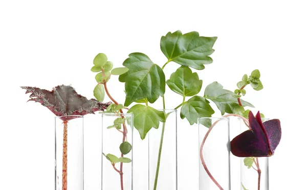 ท่อทดสอบกับพืช — ภาพถ่ายสต็อก