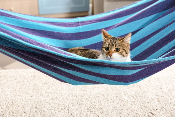 Adorable cat in blue hammock — Stock Photo, Image