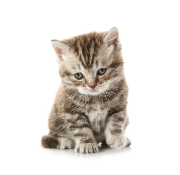 愛らしい小さな子猫 — ストック写真