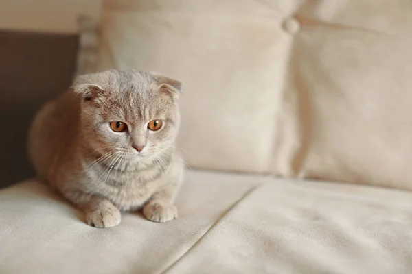 Кошка отдыхает на диване дома — стоковое фото