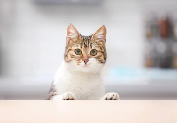 Gato engraçado bonito — Fotografia de Stock