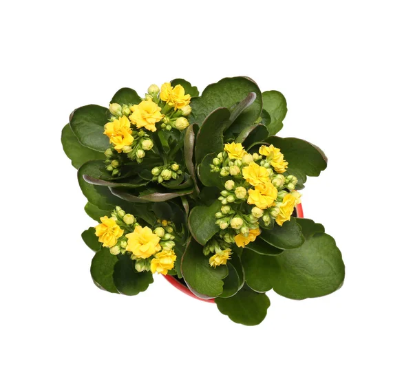 Hermosa planta kalanchoe — Foto de Stock