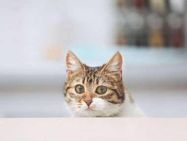 şirin komik kedi