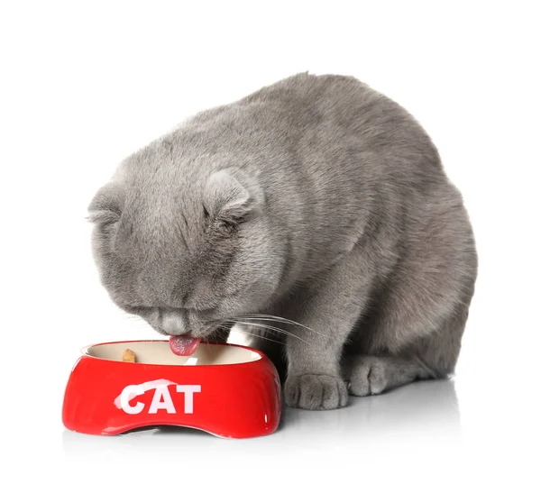 可爱的猫咪吃 — 图库照片