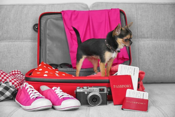 Маленькая собака в чемодане — стоковое фото