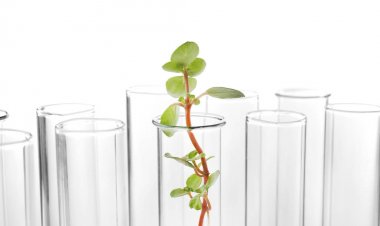 test tüpü içinde bitki 