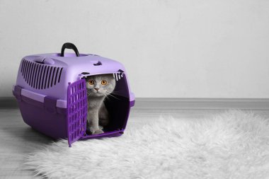 şirin komik kedi