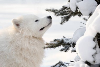 sevimli samoyed köpek 