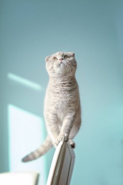 sandalye arkasında oturan kedi