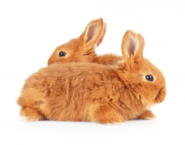 Şirin komik tavşan 