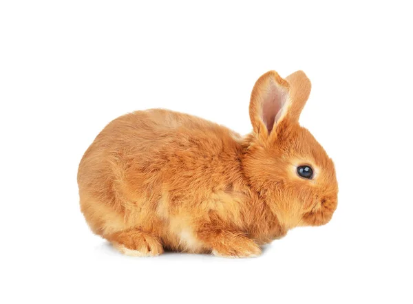 Ładny zabawny królik — Zdjęcie stockowe