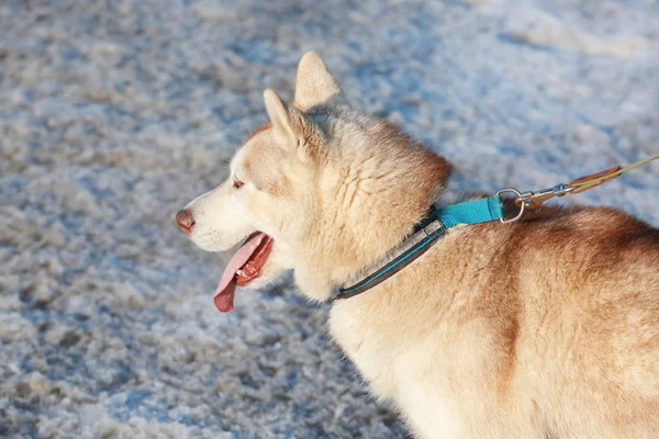 Ευτυχής Σιβηρία σκύλος χάσκεϋ — Φωτογραφία Αρχείου