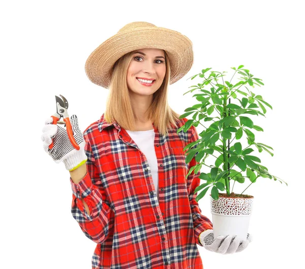 Beautiful female florist \ — Stock Photo, Image