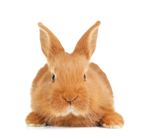 Cute funny rabbit — Stock Photo, Image