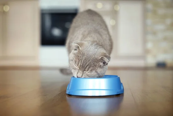 Милая кошачья еда — стоковое фото