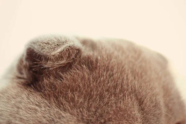 Grijze kat oren op onscherpe achtergrond, close-up — Stockfoto