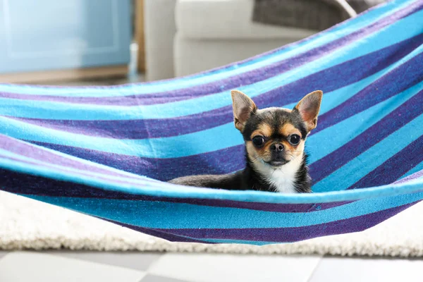 Cachorrinho pequeno bonito — Fotografia de Stock