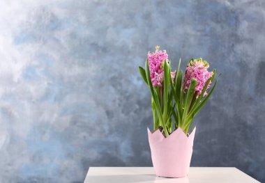 Tencerede güzel sümbül 