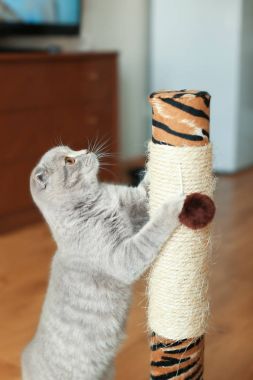 Şirin kedi pençeleri keskinleştirme 