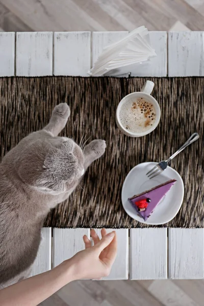 Café en la cafetería del gato — Foto de Stock