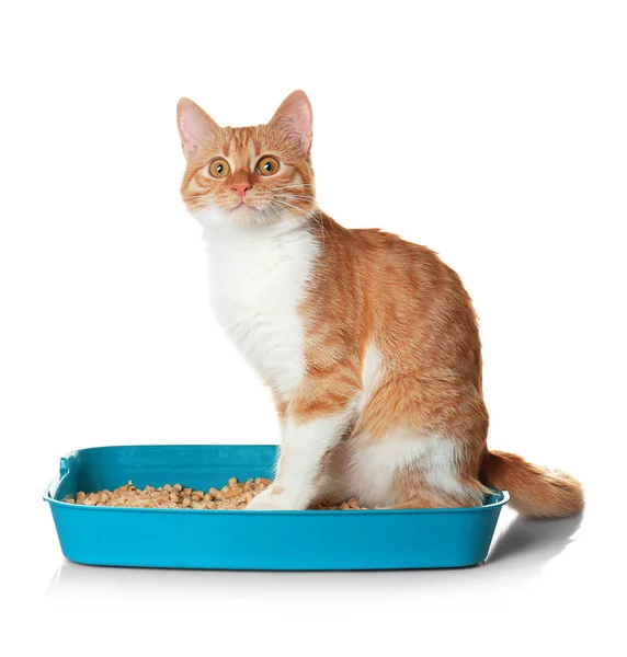 Cat in plastic litter — Stock Photo, Image