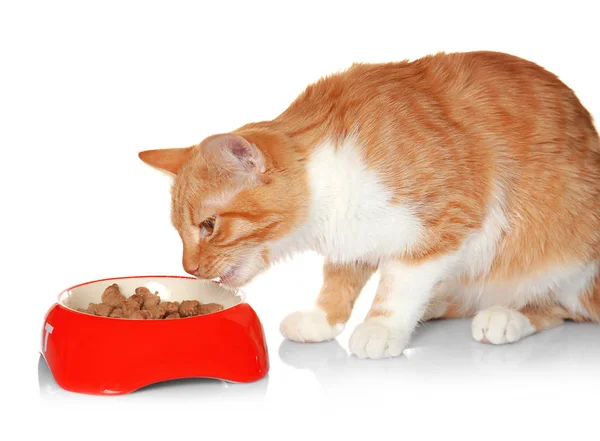 Foxy cat eating food from bowl on white background — Stock Photo, Image