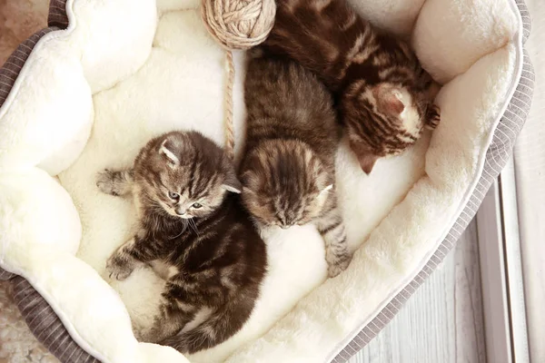 Petits chatons mignons — Photo